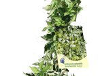 Vijoklinis augalas, vynvytis penkialapis "Star Showers", vazonas 2 l.