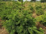 Kaukazinis kėnis (Abies nordmanniana) vazone, aukštis 100 -125 cm.