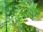 Metalinė atrama Nortene, dengta plastiku, 0,9 m., žalios spalvos