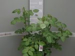 Daugiametė gėlė, rožė, antrametė, vazonas 5 l.