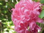 Dekoratyvinis krūmas, rododendras, įvairūs, vazonas 5 l.