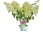 Dekoratyvinis krūmas, šluotelinė hortenzija, vazonas 2 l.