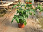 Daržovių sodinukai, pomidorai, vazonėlio skersmuo 17 cm.