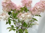 Dekoratyvinis krūmas, šluotelinė hortenzija "Phantom", vazonėlio skersmuo 17 cm.