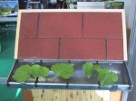 Latakų apsauga nuo lapų NORTENE, 0,17 x 6 m