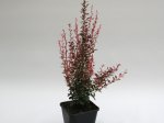 Dekoratyvinis krūmas, raugerškis tunbergo "Rosy Rocket", vazonas 2 l.