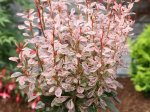 Dekoratyvinis krūmas, raugerškis tunbergo "Rosy Rocket", vazonas 2 l.