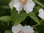 Dekoratyvinis krūmas, jazminas "Belle Etoile", vazonas 5 l.