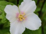 Dekoratyvinis krūmas, jazminas "Belle Etoile", vazonas 5 l.