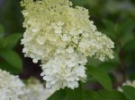 Dekoratyvinis krūmas, šluotelinė hortenzija "Bobo", vazonėlio skersmuo 17 cm.