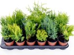 Lauko augalas, Dekoratyvinis spygliuotis