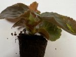 Vienmetės gėlės daigelis, hibridinė begonija "Megawatt Red Bronze Leaf"
