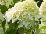 Dekoratyvinis krūmas, šluotelinė hortenzija "Limelight", vazonėlio skersmuo 17 cm.
