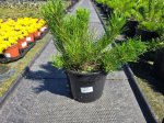 Spygliuotis, kalninė pušis, vazonėlio skersmuo 19 cm.