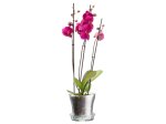 Stiklinis vazonas orchidėjai 4living, su lėkštute, 15 x 15 x 14 cm.