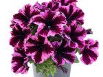 Vienmetės gėlės daigelis, petunija "GO!Tunia Cosmic Pink" FLORENSIS