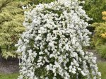 Dekoratyvinis krūmas, egzochorda didžiažiedė "The Bride Pearl bush", vazonas 2 l.