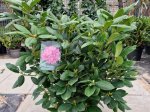 Dekoratyvinis krūmas, rododendras "English Roseum", vazonėlio skersmuo 50 cm.