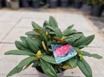Dekoratyvinis krūmas, rododendras jakušimaninis "Anuschka", vazonėlio skersmuo 30 cm.