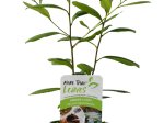 Dekoratyvinis krūmas, paragvajinis bugienis (Yerba mate), vazonėlio talpa 2 l.