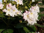 Dekoratyvinis krūmas, rododendras "Cunningham"s White", vazonas 5 l.