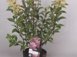 Dekoratyvinis krūmas, šluotelinė hortenzija "Vanille Fraise", vazonėlio skersmuo 17 cm.