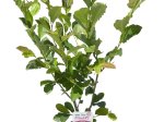 Dekoratyvinis krūmas, magnolija, vazonas 5 l.