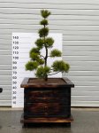 Spygliuotis, juodoji pušis "Pinus Nigra Bonsai", vazono skersmuo 95 cm