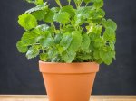 Prieskoninio augalo daigelis, vaistinė melisa "Lemon Balm"