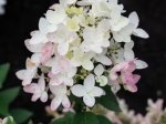 Dekoratyvinis krūmas, šluotelinė hortenzija "Touch Of Pink", vazonėlio skersmuo 17 cm.