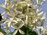 Dekoratyvinis krūmas, šluotelinė hortenzija "Great Star", vazonėlio skersmuo 17 cm.