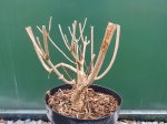 Dekoratyvinis krūmas, šluotelinė hortenzija "Moonlight", vazonėlio skersmuo 19 cm.