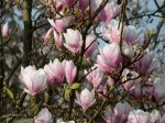 Dekoratyvinis krūmas, magnolija