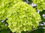 Dekoratyvinis krūmas, šluotelinė hortenzija "Little Lime", vazonėlio skersmuo 17 cm.