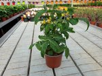 Daržovių sodinukai, pomidorai, vazonėlio skersmuo 17 cm.