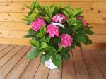 Dekoratyvinis krūmas, didžialapė hortenzija "Diva Fiore", vazonas 5 l.