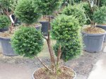 Spygliuotis, kukmedis europinis "Hopken"s Gigant", aukštis 80-100 cm., vazonas 45 l.