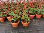 Braškės sodinukas, remontatinės, vedančios visus metus, vazonėlio skersmuo 21 cm.