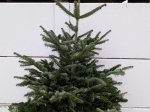 Kaukazinis kėnis (Abies nordmanniana) vazone, aukštis 125 - 150 cm.