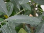 Dekoratyvinis krūmas, paragvajinis bugienis (Yerba mate), vazonėlio talpa 2 l.