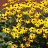 Daugiametė gėlė, rudbekija žėrinčioji "Goldsturm", vazono talpa 2 l.