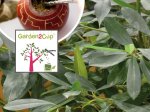 Dekoratyvinis krūmas, paragvajinis bugienis (Yerba mate), vazonėlio talpa 2 l.