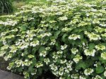Dekoratyvinis krūmas, didžialapė hortenzija, vazonas 5 l 