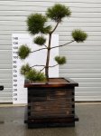 Spygliuotis, juodoji pušis "Pinus Nigra Bonsai", vazono skersmuo 95 cm