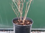 Dekoratyvinis krūmas, šluotelinė hortenzija "Magical Candle", vazonėlio skersmuo 21 cm.
