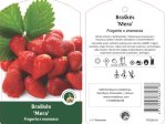 Braškės sodinukas "Mera", vazonėlis 3 l.