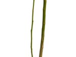 Dekoratyvinis medis, gluosnis, vazonėlio skersmuo 9 cm.