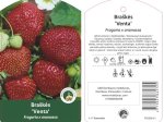 Braškės sodinukas "Venta", vazonėlis 3 l.