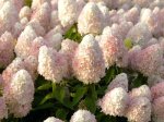 Dekoratyvinis krūmas, šluotelinė hortenzija "Magical Sweet Summer", vazonėlio skersmuo 17 cm.