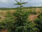 Kaukazinis kėnis (Abies nordmanniana) vazone, aukštis 125 - 150 cm.